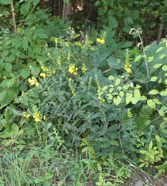 Downy Yellow False Foxglove in Charles Co., Maryland (8/5/2013).